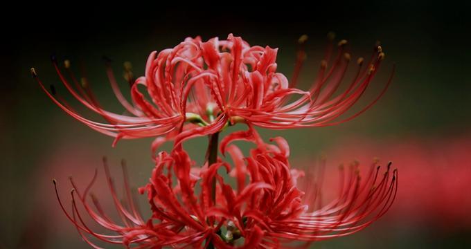 蓝莓果花百花花语是什么？它在花语中代表了什么？