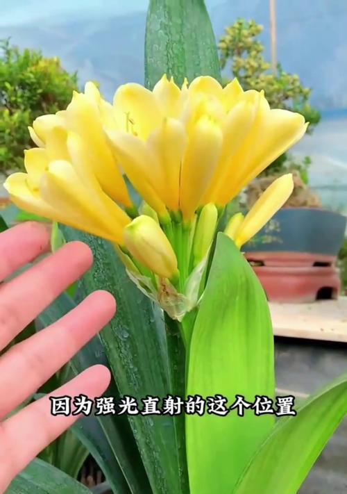 君子兰在十月可以晒太阳吗？如何在秋季正确养护君子兰？
