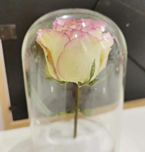 剪下来的玫瑰花如何保持新鲜？