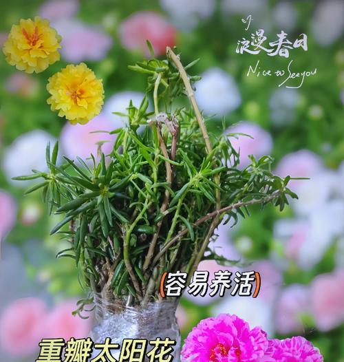什么植物的花语是阳光？哪种植物象征着阳光？