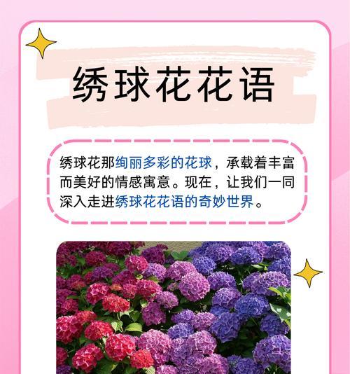 别样花的花语有何独特之处？