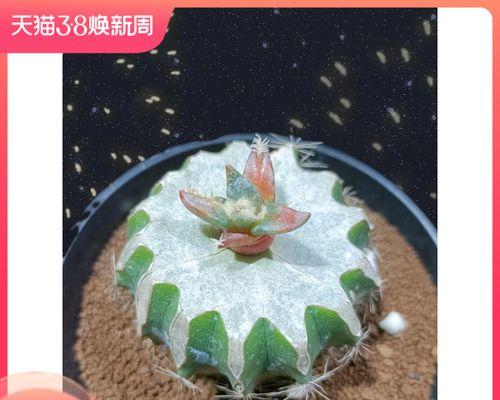 紫花龙牙仙人球的养护难度如何？