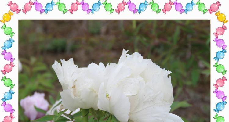 骨汤浇牡丹花是否有益？如何正确浇灌？