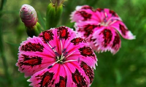 石竹花代表纯洁爱情的花语是什么？