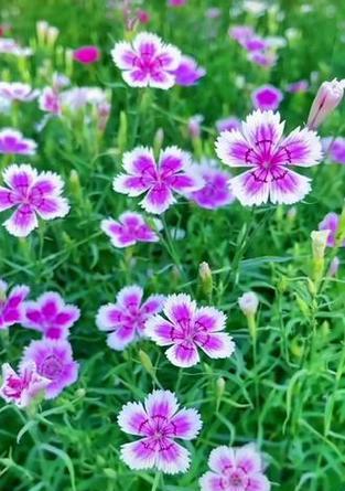石竹花代表纯洁爱情的花语是什么？
