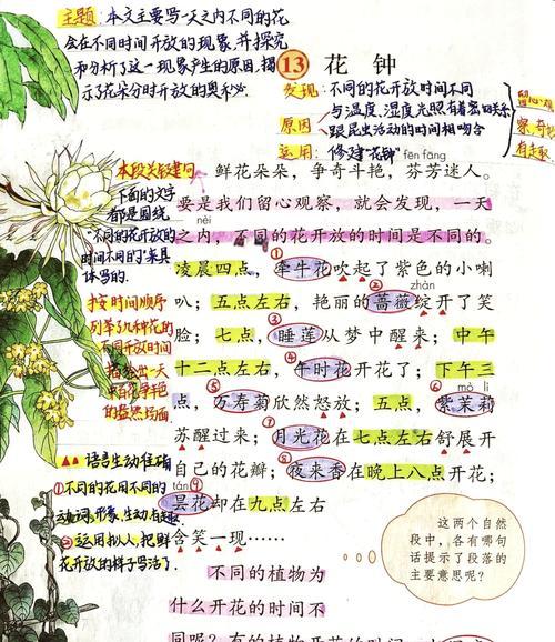 数字13在花语中代表什么？有何特别含义？