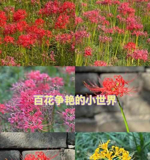 哪种花的花语是生生世世纠缠不休？这个花语背后的故事是什么？