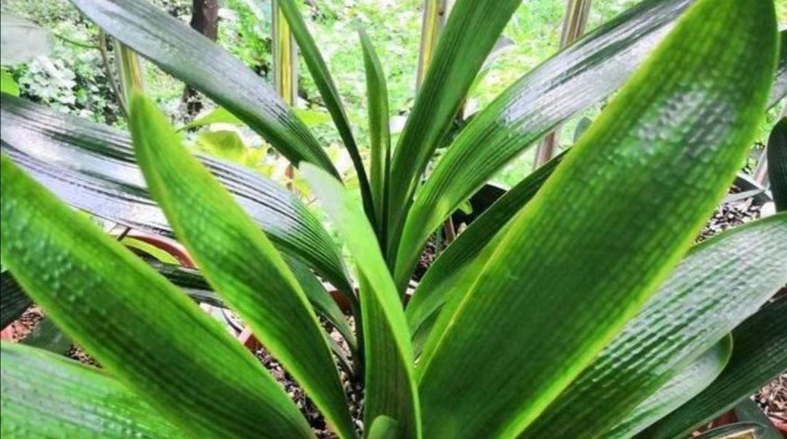 君子兰双瓣花的养护要点？