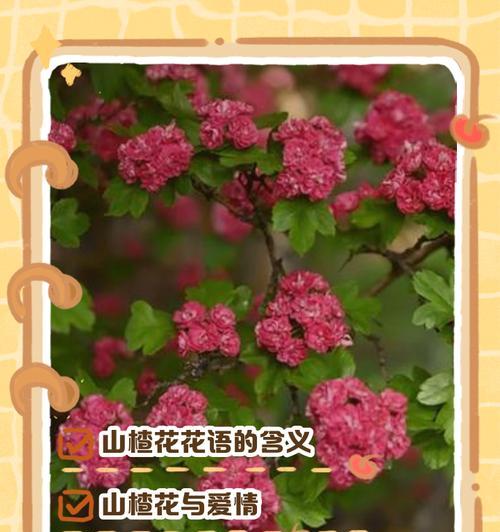 哪种花的花语表达了孤寂？它背后的故事是什么？