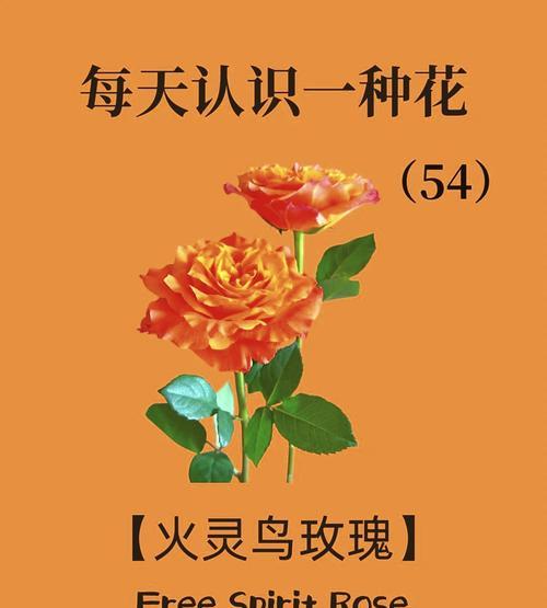 哪种花的花语表达了孤寂？它背后的故事是什么？