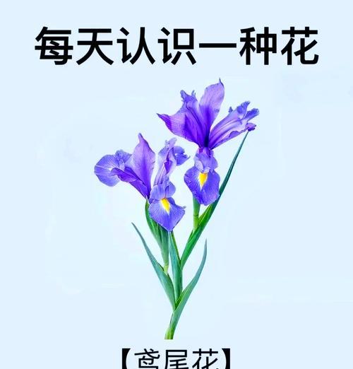 哪种花的花语表达了孤寂？它背后的故事是什么？