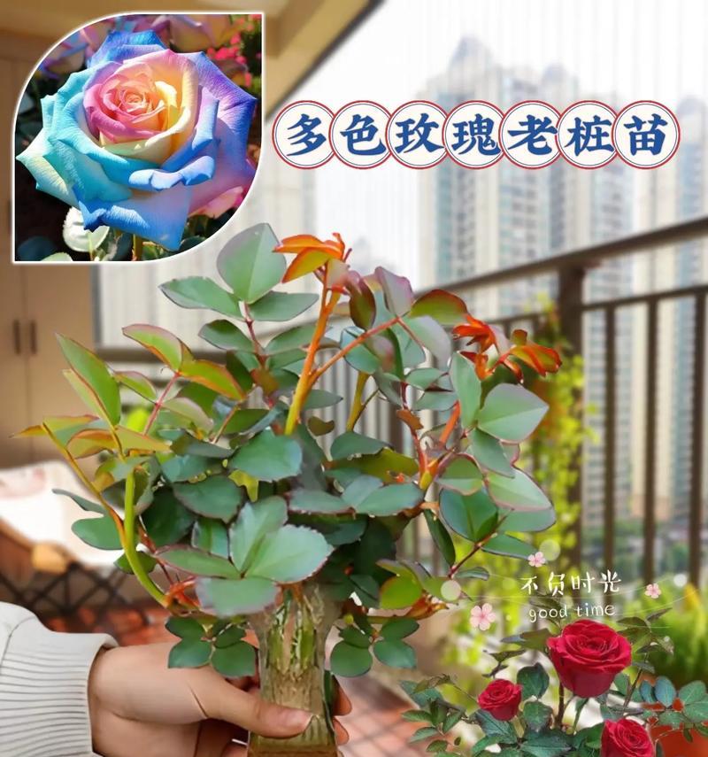 家里种植玫瑰花需要多少盆合适？