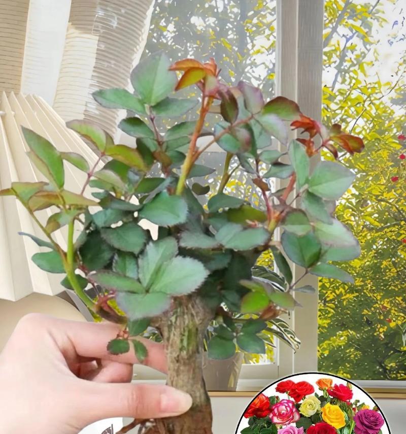 家里种植玫瑰花需要多少盆合适？
