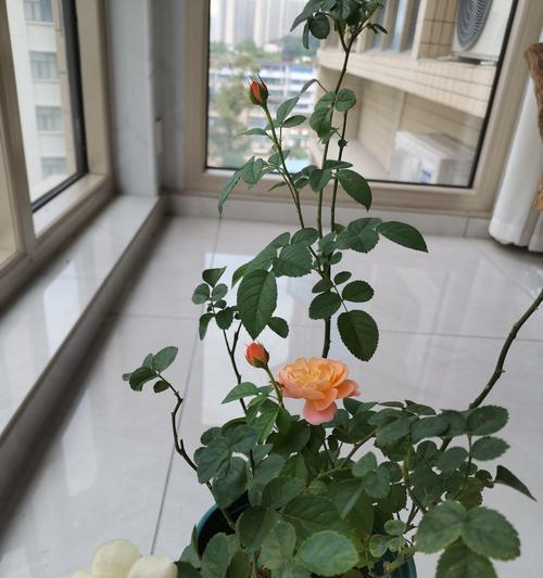家里种植玫瑰花需要多少盆合适？