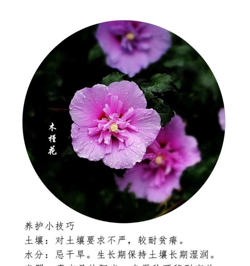 写木槿花的花语和寓意是什么？木槿花在不同文化中代表什么？
