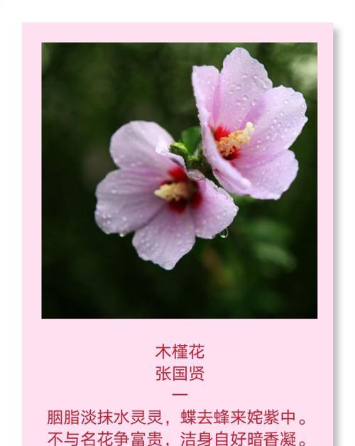 写木槿花的花语和寓意是什么？木槿花在不同文化中代表什么？