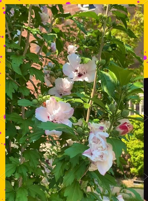 写木槿花的花语和寓意是什么？木槿花在不同文化中代表什么？