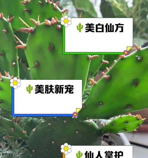 小仙人掌叶子出现白点是什么原因？如何处理？