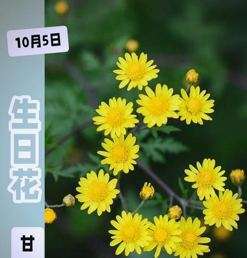 洋甘菊的花语有哪些含义？