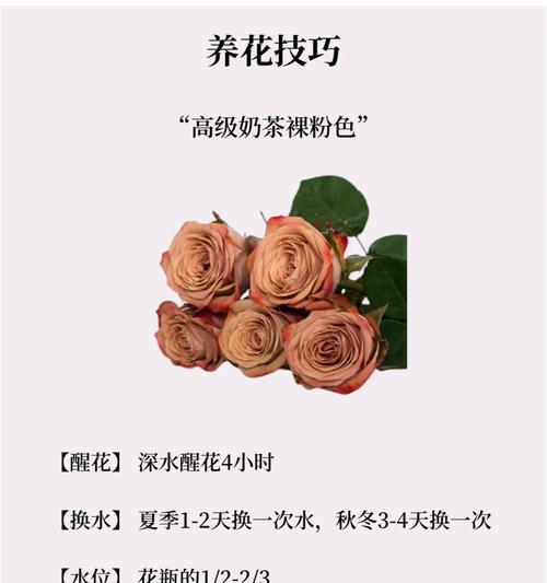 学生送花的花语有何深意？哪种花更适合学生赠送？