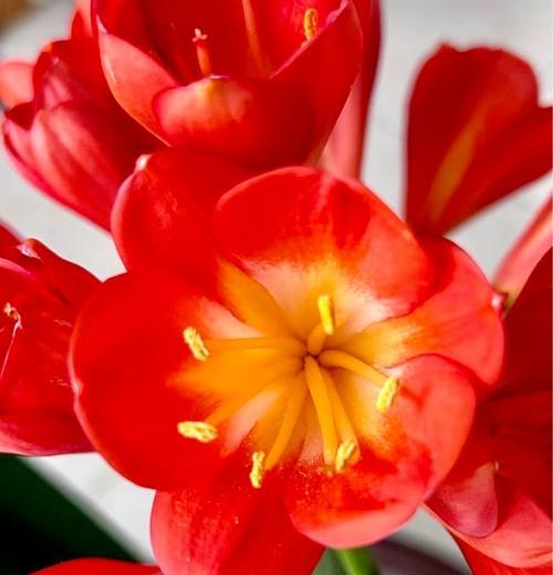 摸头君子兰会影响开花吗？多久可以期待开花？