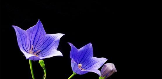 煤气花花语是什么梗？这种花语背后有什么特别的含义吗？