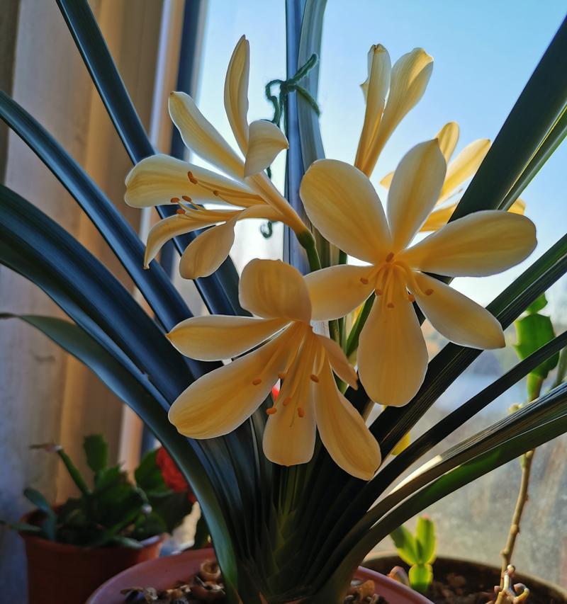 摸头君子兰会影响开花吗？多久可以期待开花？