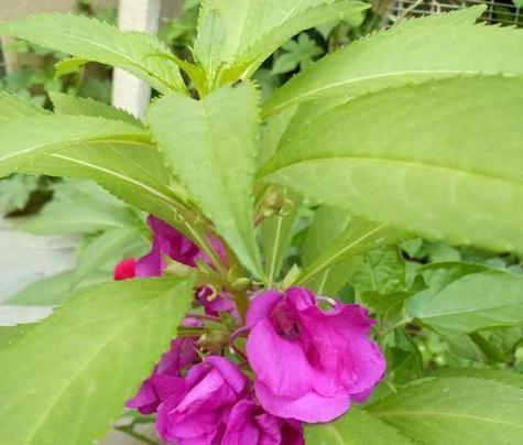 凤仙花的花语指甲草是什么？凤仙花有哪些特别的含义？