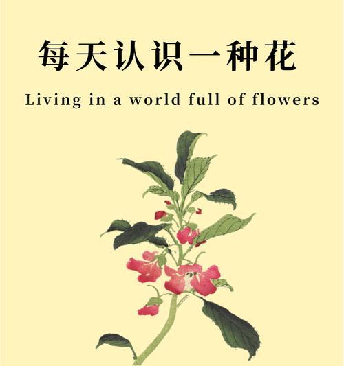凤仙花的花语指甲草是什么？凤仙花有哪些特别的含义？