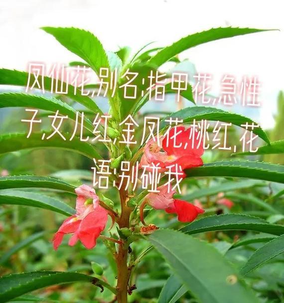 凤仙花的花语指甲草是什么？凤仙花有哪些特别的含义？