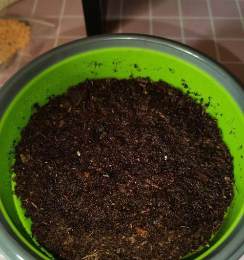 玫瑰花和菊花苗怎么种植？种植这两种花苗的步骤是什么？