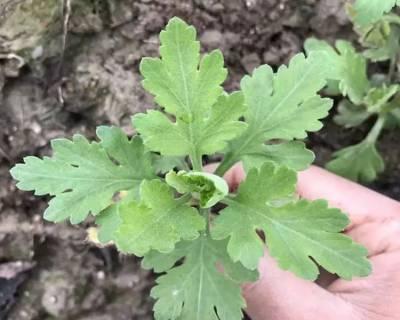 玫瑰花和菊花苗怎么种植？种植这两种花苗的步骤是什么？