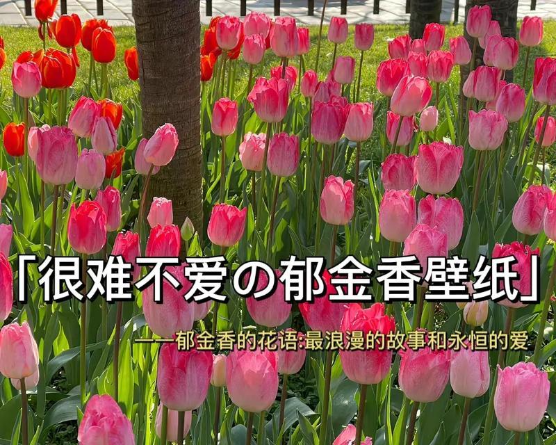 永恒的爱花语是什么？如何表达永恒的爱？