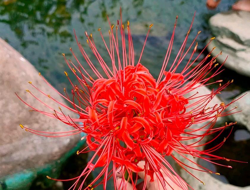 花语希望唐友赫的句子有哪些？唐友赫的花语句子代表什么？
