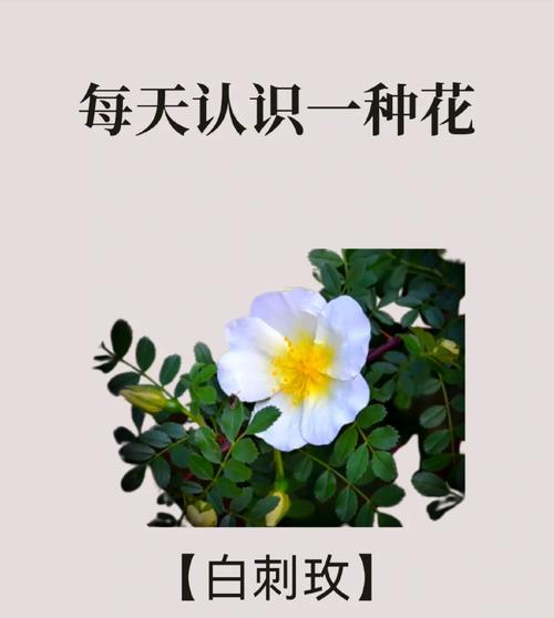 二零的智慧花语是什么？数字与花语相结合的含义是什么？
