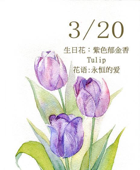 二零的智慧花语是什么？数字与花语相结合的含义是什么？