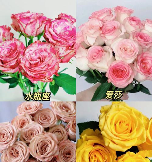如何鉴别优质玫瑰花品种？好玫瑰花品种的标准是什么？