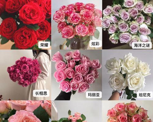 如何鉴别优质玫瑰花品种？好玫瑰花品种的标准是什么？