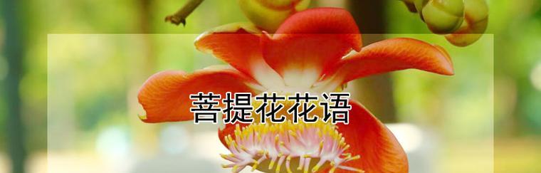 道具花语的意义是什么？如何正确理解花语？