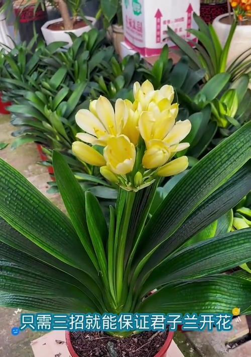 君子兰开花减少的原因是什么？如何促进其开花？