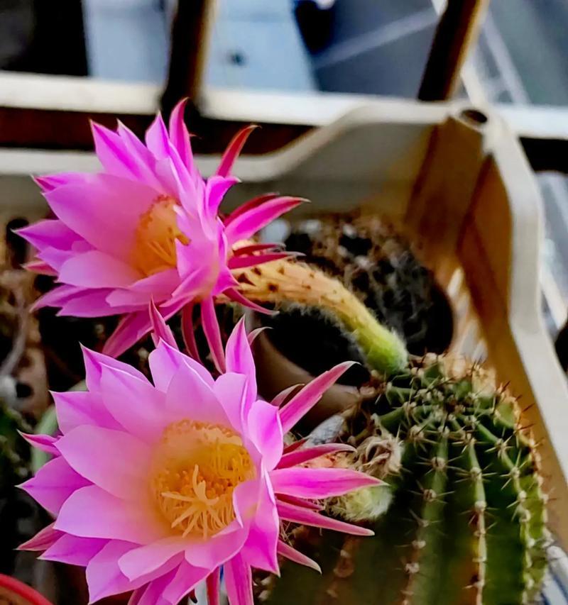哪些仙人球品种容易开花？