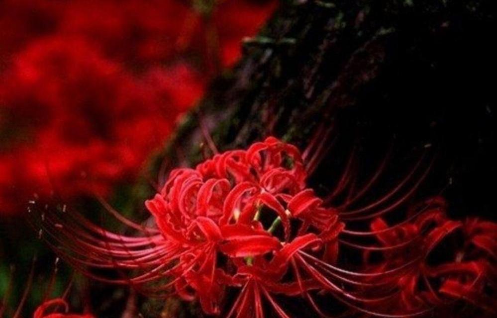 黑曼陀罗花语有哪些含义？它的寓意是什么？