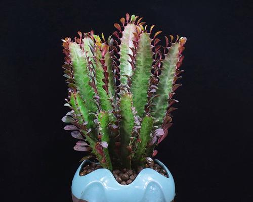 石子仙人掌盆栽的养护技巧有哪些？
