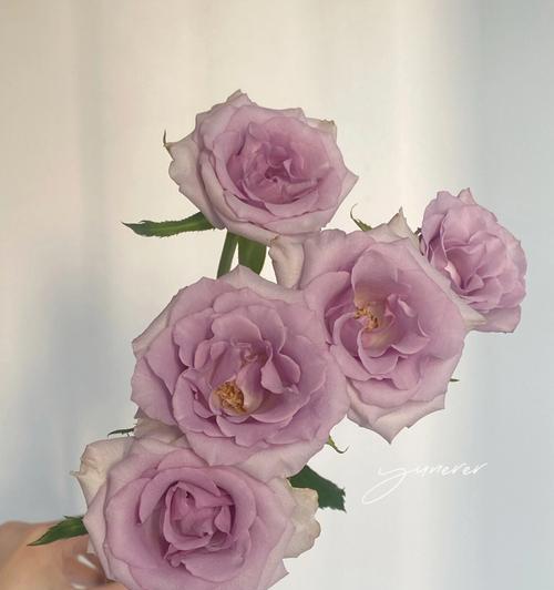 九星蓝狐的花语有何寓意？