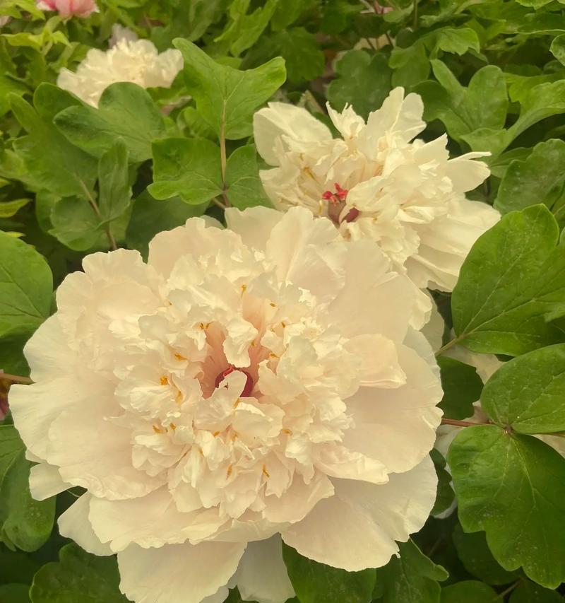 牡丹花开花落时像什么花？如何形容其美丽？