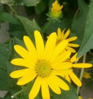 冬姐送的花的花语是什么？冬姐送的花代表什么？