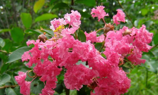 冬姐送的花的花语是什么？冬姐送的花代表什么？