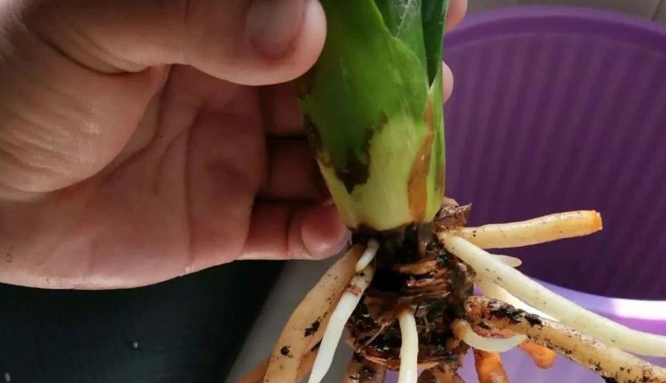 君子兰浇水啤酒的后果是什么？