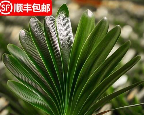 君子兰带花苞倒盆如何处理？倒盆技巧是什么？