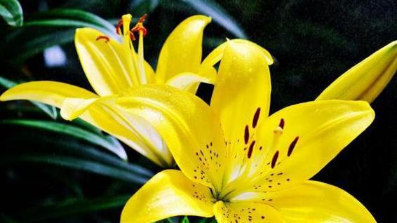 为爱痴狂花语是什么意思？这个花语代表什么？